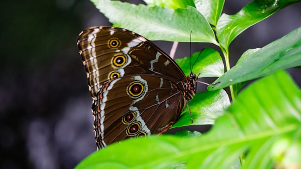 a brown butterfly sitting on top of a green leaf
