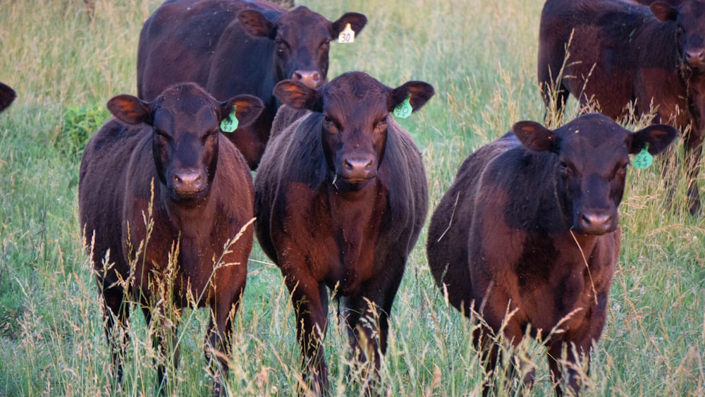 a herd of brown cows standing on top of a grass covered field