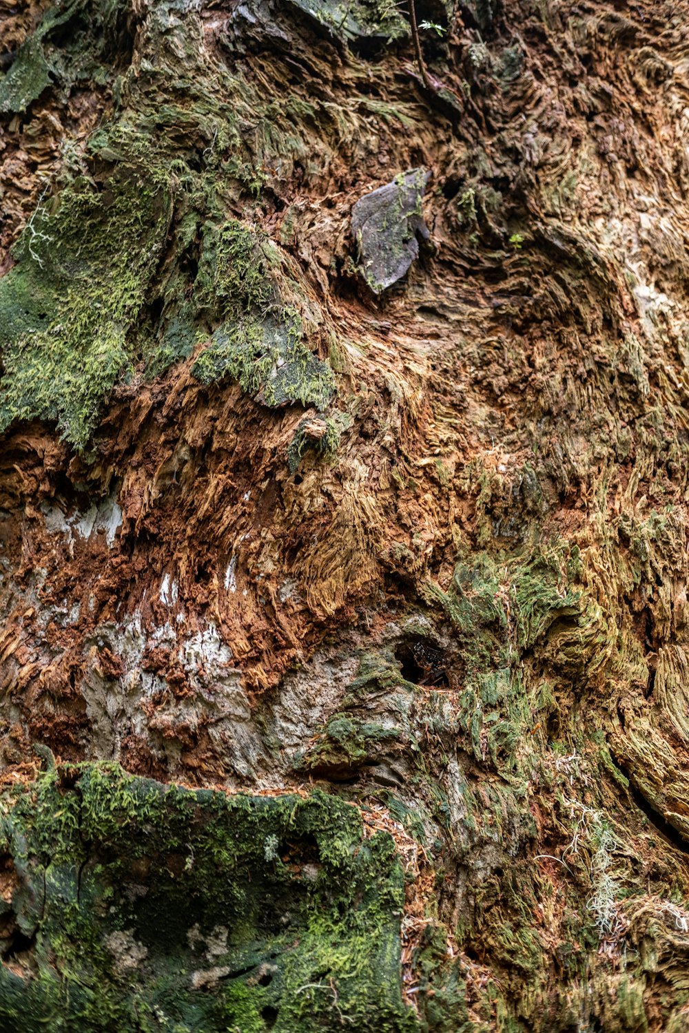 a close up of a tree with moss growing on it