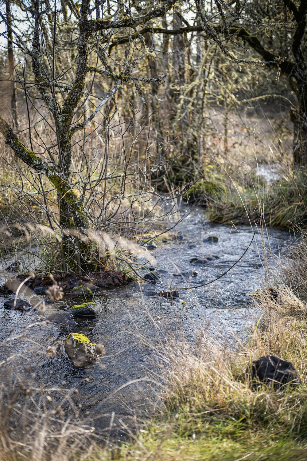 a stream running through a forest filled with trees