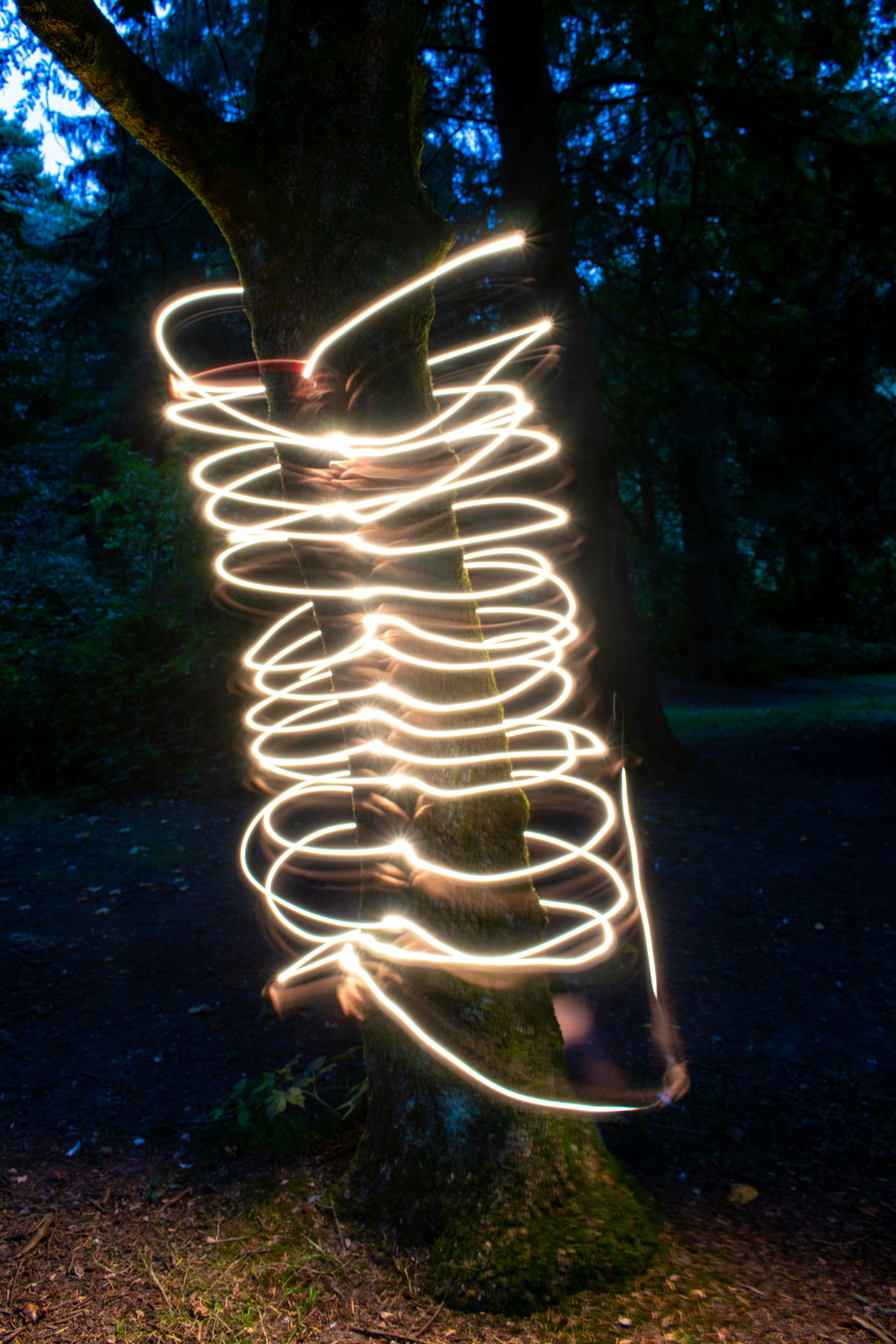 Uma pintura de luz de uma espiral em um tronco de árvore foto – Imagem  grátis sobre Floresta noturna na Unsplash, image size:3000x4500