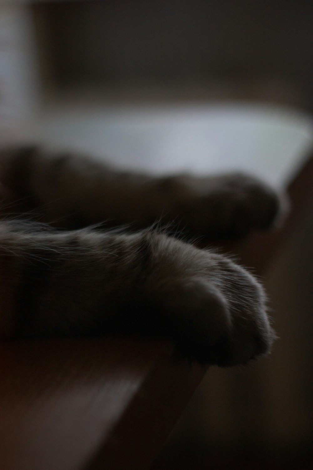 a close up of a cat's paw on a table