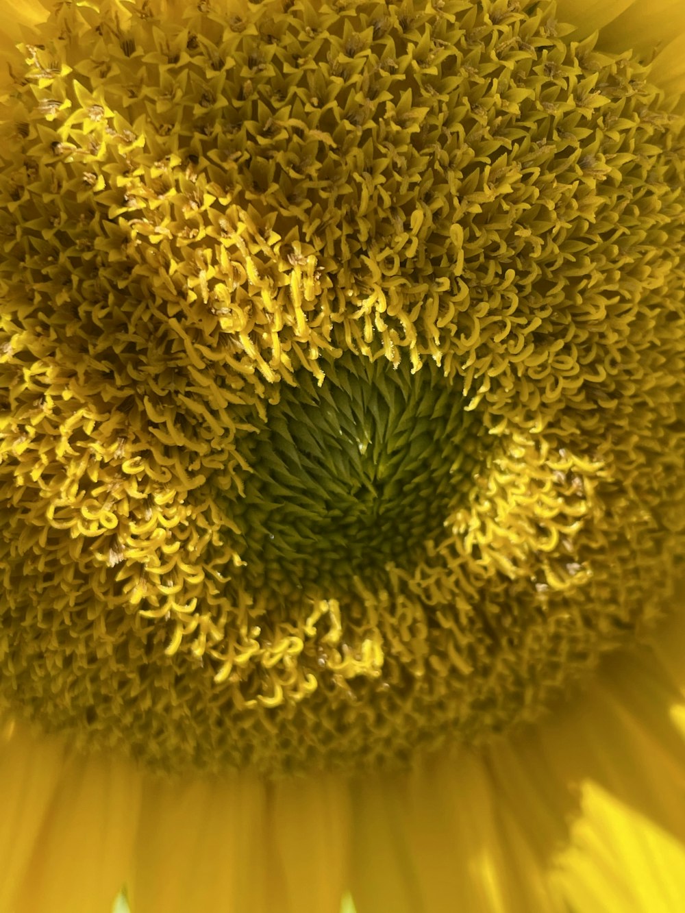 um close up de um grande girassol amarelo