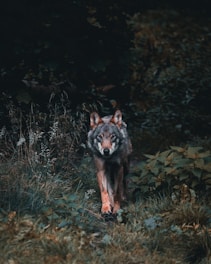 A lone wolf walking a winding path through a mystical forest illuminated by soft scarlet and violet hues.