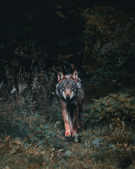 A lone wolf walks through a dense, overgrown forest with lush green foliage surrounding it. The wolf's fur is a mix of gray and brown, blending well with the natural environment. The setting feels serene yet wild, with shadows and filtered light creating a mysterious ambiance.