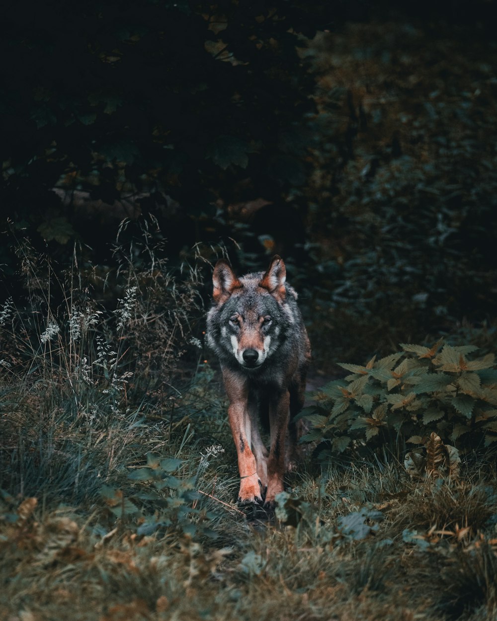 a lone wolf walking through a forest at night