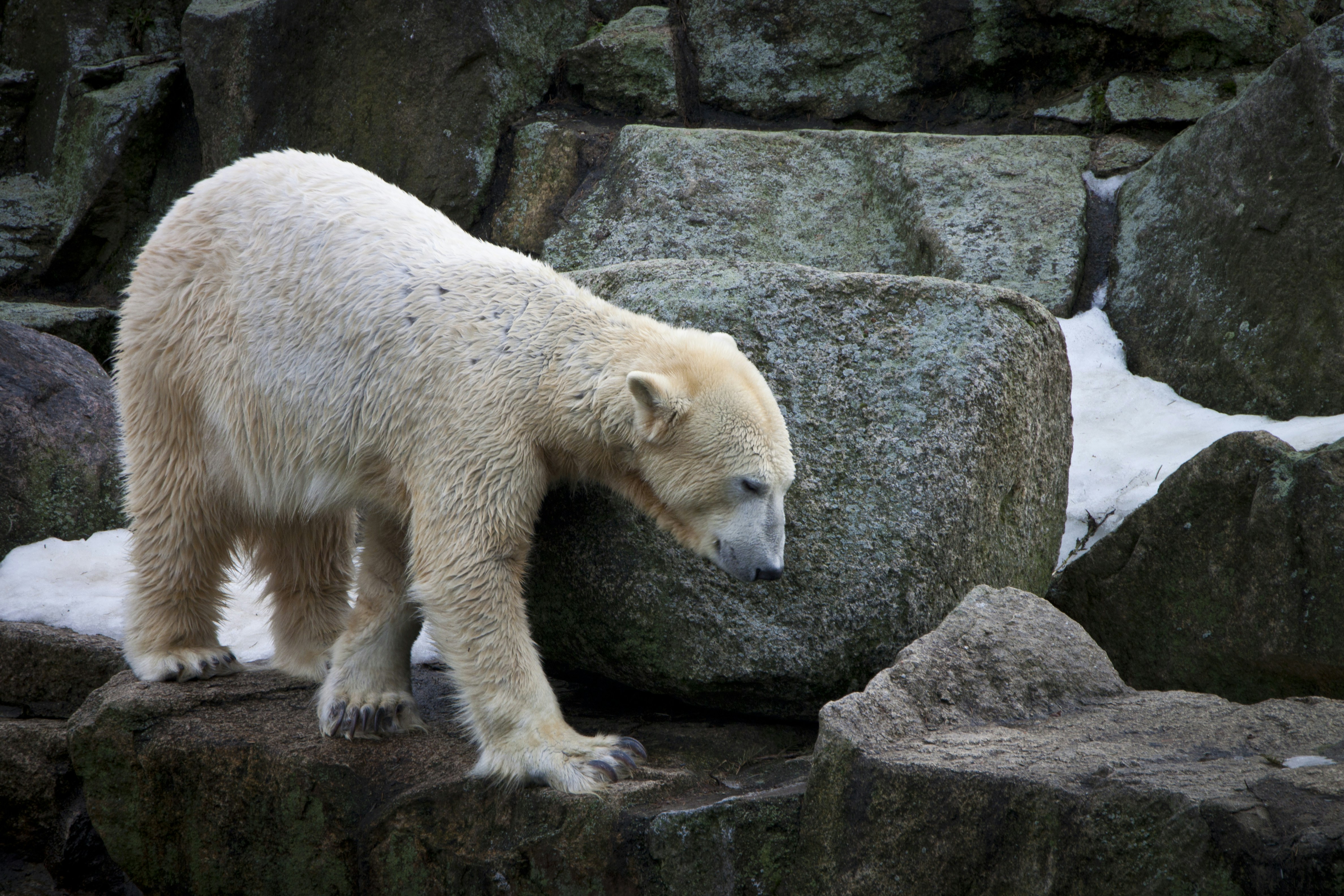 a polar bear is standing on some rocks