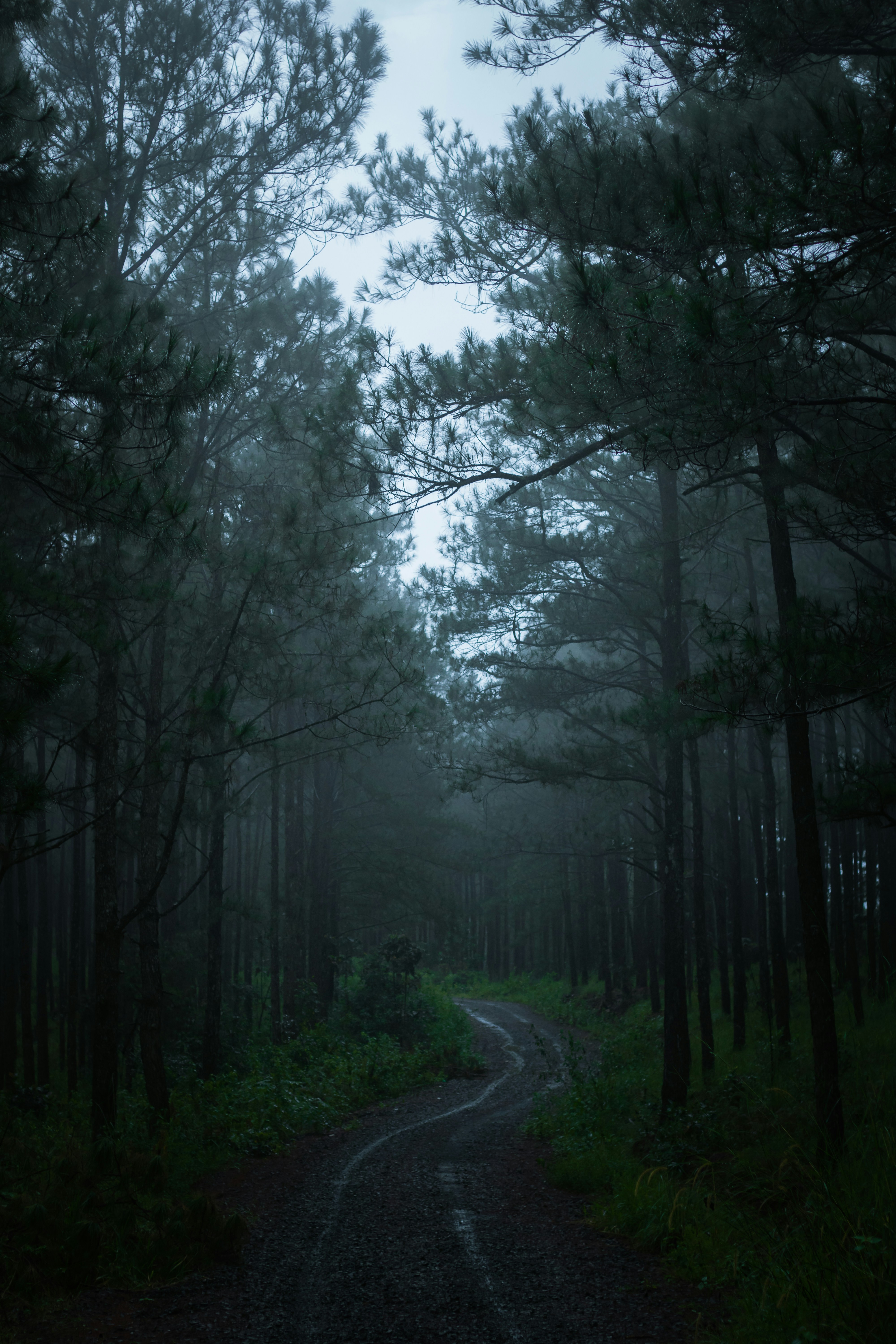 a dirt road in the middle of a forest