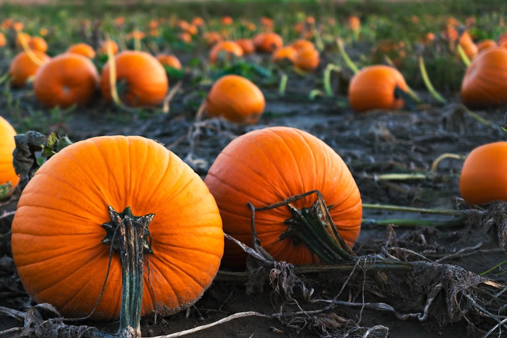 a field full of orange pumpkins sitting on the ground