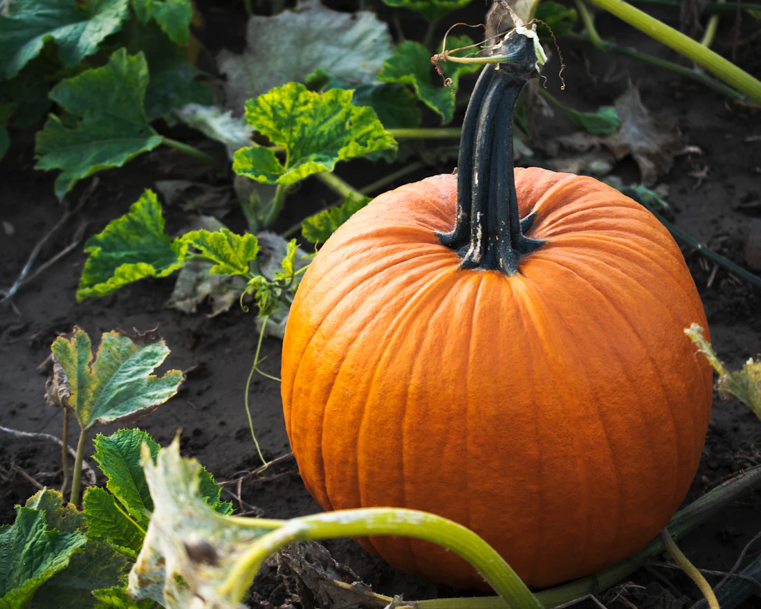 A large orange pumpkin growing in a garden