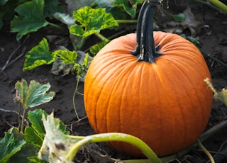 pumpkin in a pumpkin patch