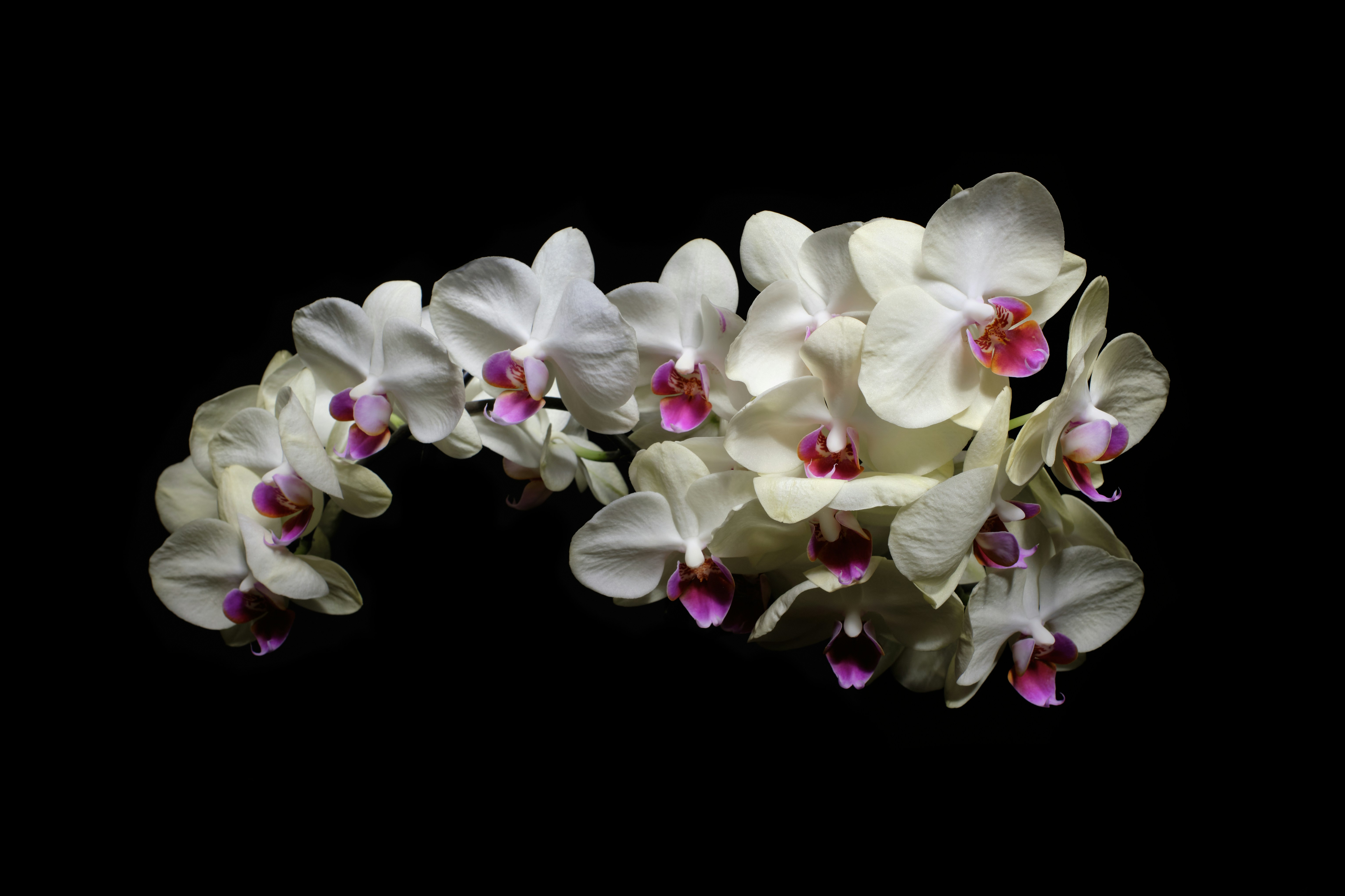 Elegant Orchid Display