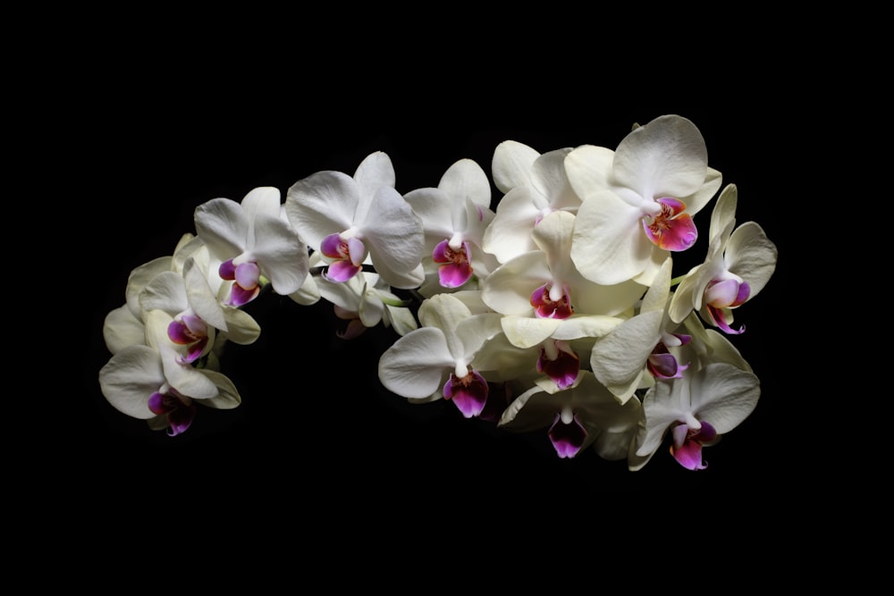 a bunch of white and pink flowers on a black background