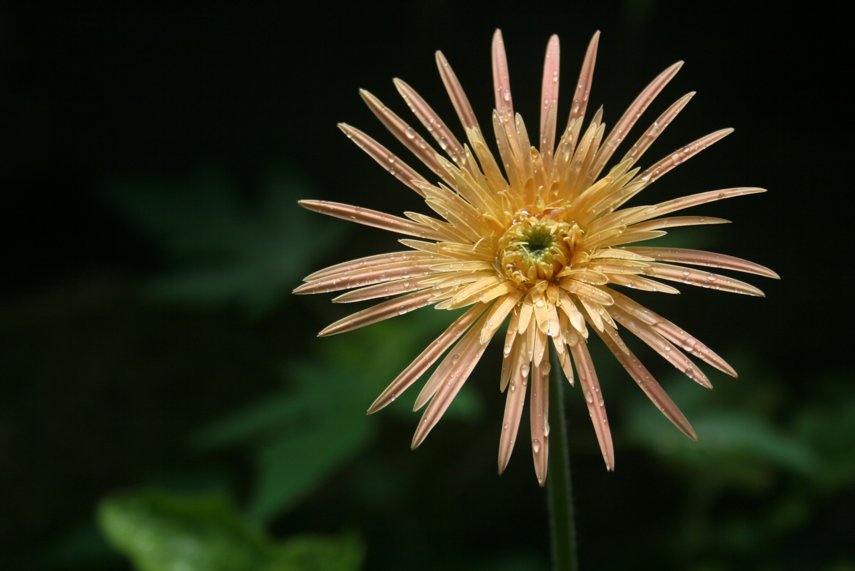 Photo by dinisuru2009