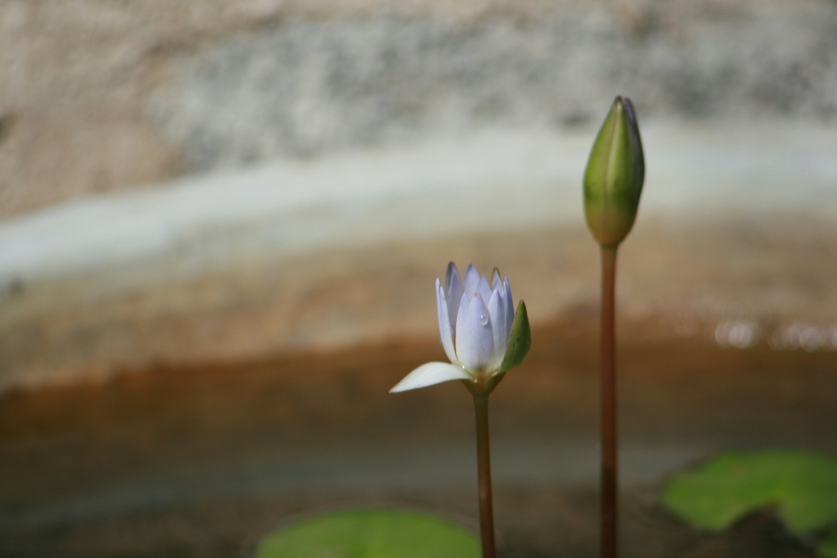 a couple of flowers that are next to each other