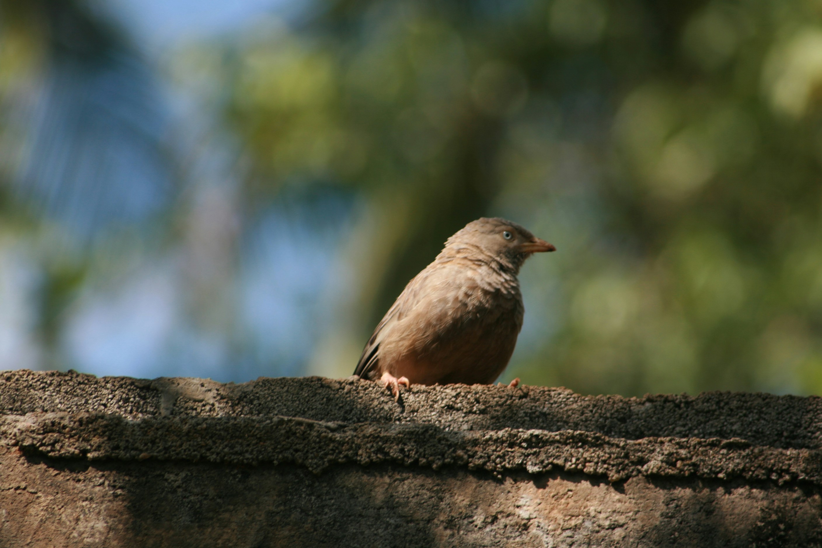 The Little Brown Bird