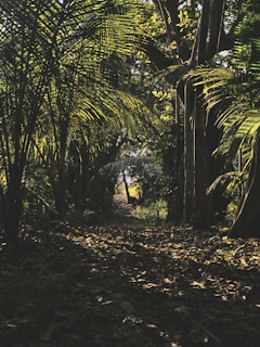 A shadowy jungle path illuminated by golden light filtering through dense leaves.
