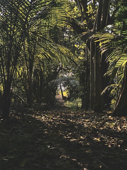 A shadowy jungle path illuminated by golden light filtering through dense leaves.