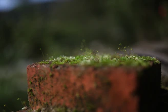A close-up of a technician applying eco-friendly treatment on a mossy brick patio.