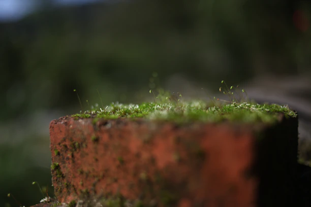 A close-up of a technician applying eco-friendly treatment on a mossy brick patio.