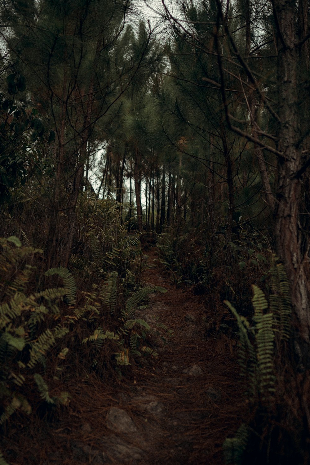 a path through a forest with lots of trees