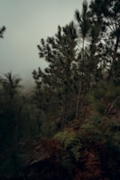 Immersive open-world environment with lush forests and dynamic weather effects from a PixelPulse title.