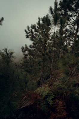 An atmospheric game environment with lush forests and glowing elements.