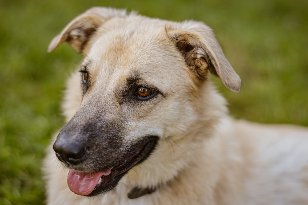 a close up of a dog laying in the grass