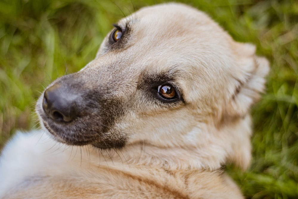 Un primo piano di un cane che giace nell'erba