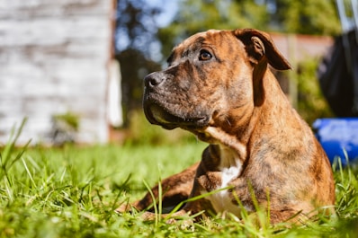 a brown and white dog laying on top of a lush green field
