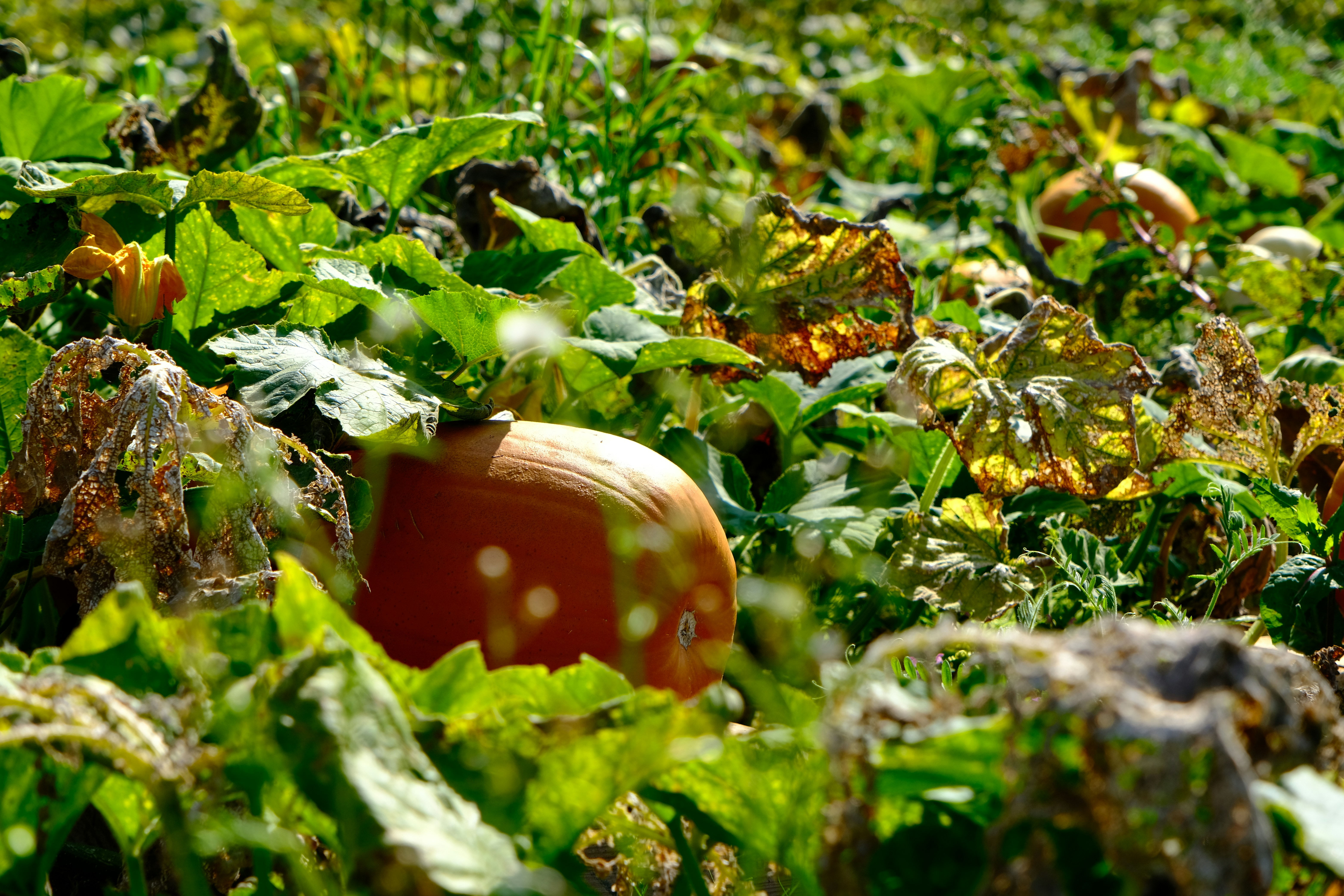 Photo by olivermusico