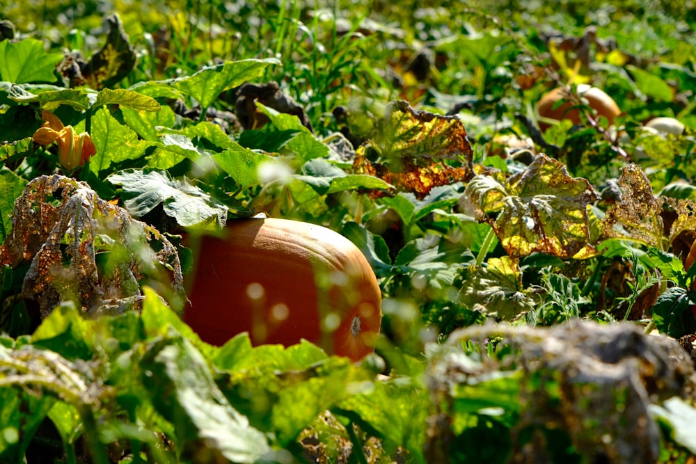 a pumpkin sitting in the middle of a field