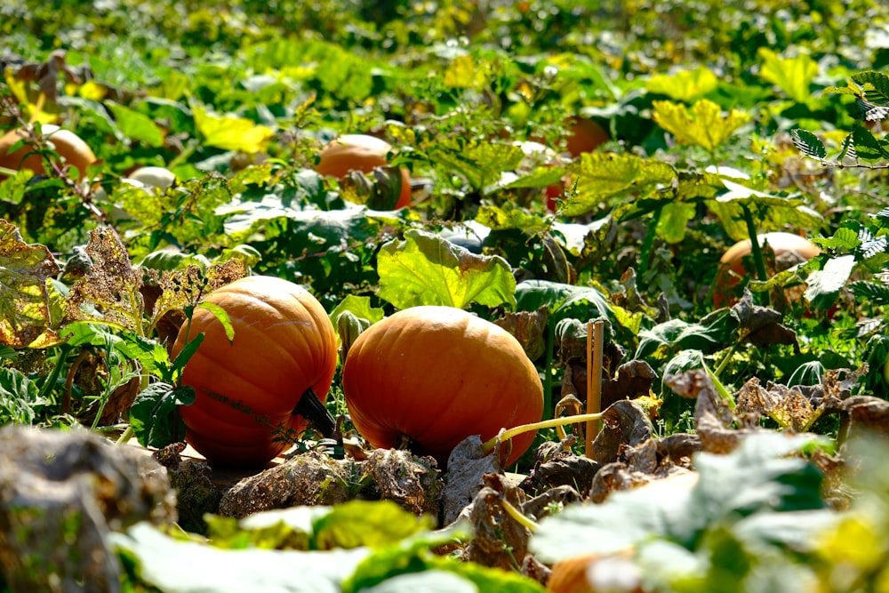 Dos calabazas sentadas en medio de un campo