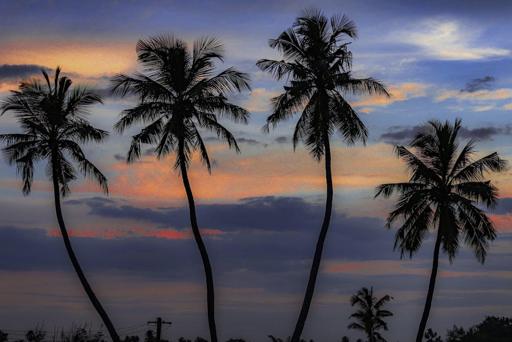 a group of palm trees with a sunset in the background