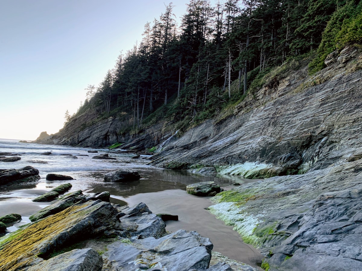 Oregon coast cove where forest meets shore near Gold Beach
