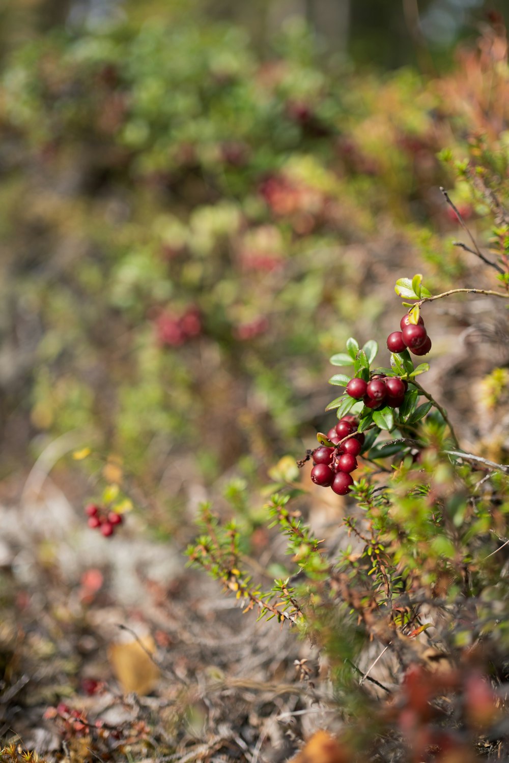 a bush with red berries growing on it