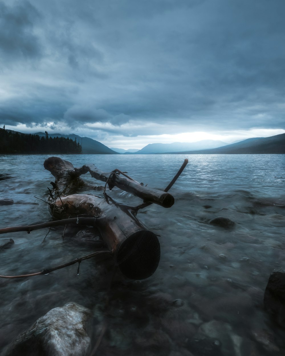 a fallen tree laying on top of a body of water