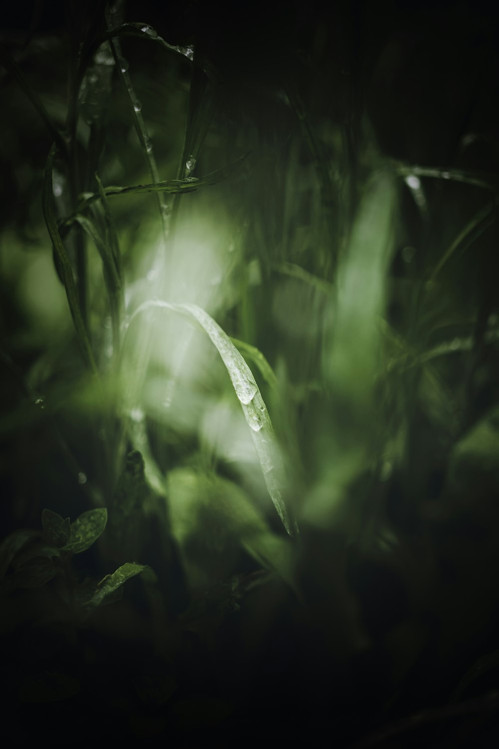 a blurry photo of a leafy plant in the dark