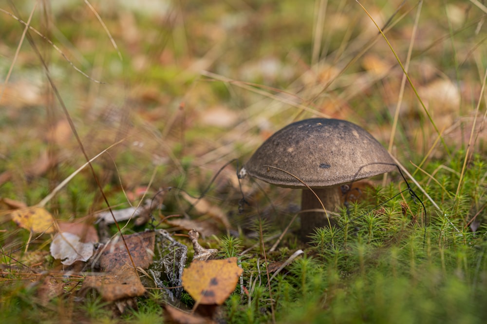 a small mushroom sitting on the ground in the grass