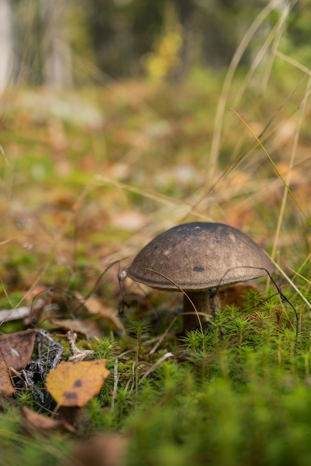 a small mushroom sitting on top of a lush green field