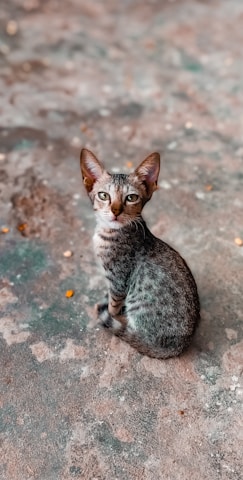 A small tabby cat sits on a textured, mottled surface looking directly at the camera. The cat has distinct stripes and a sleek coat, with large, attentive ears. The background is a mixture of earthy tones providing a contrast to the cat's patterned fur.