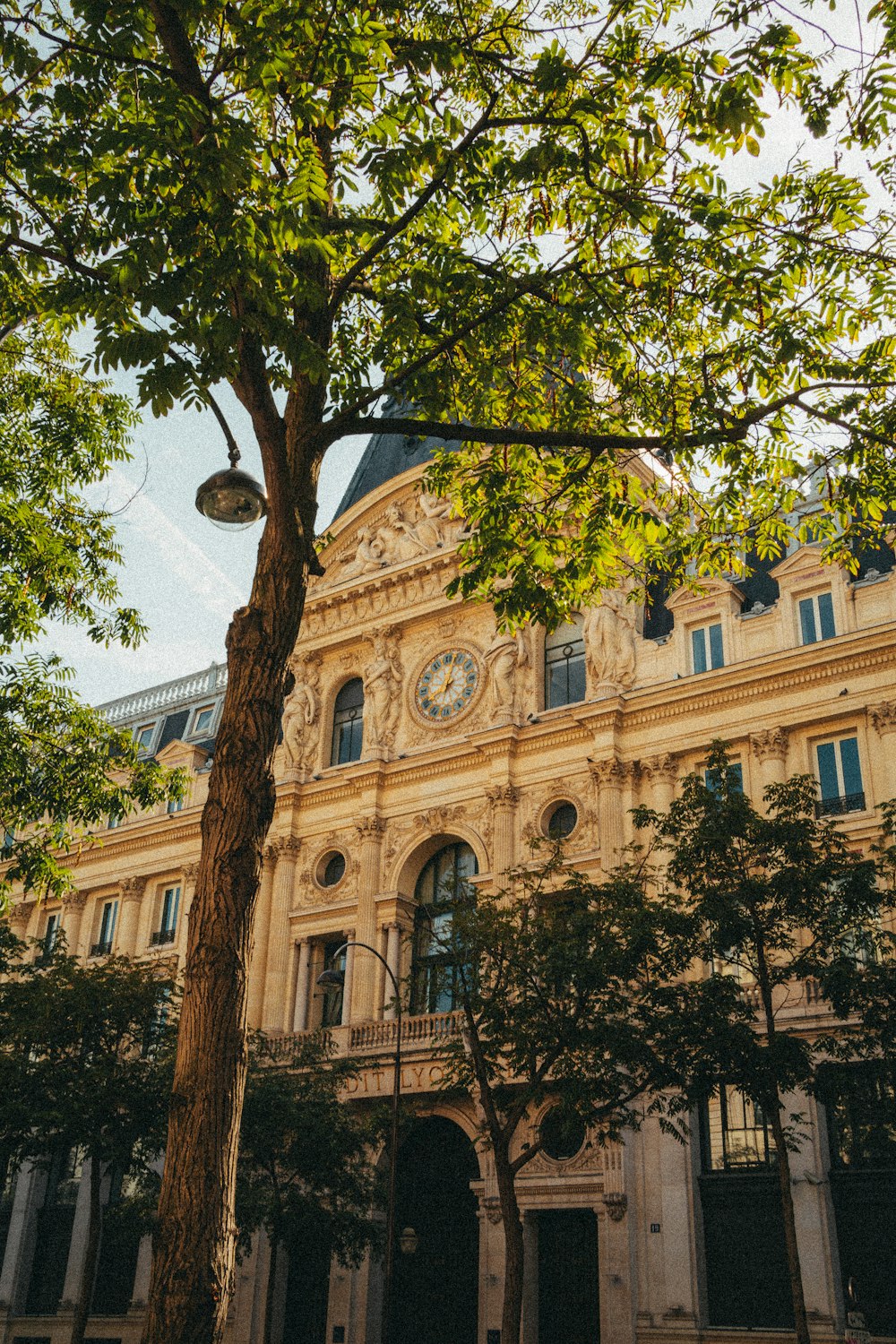 a tree in front of a building with a clock on it