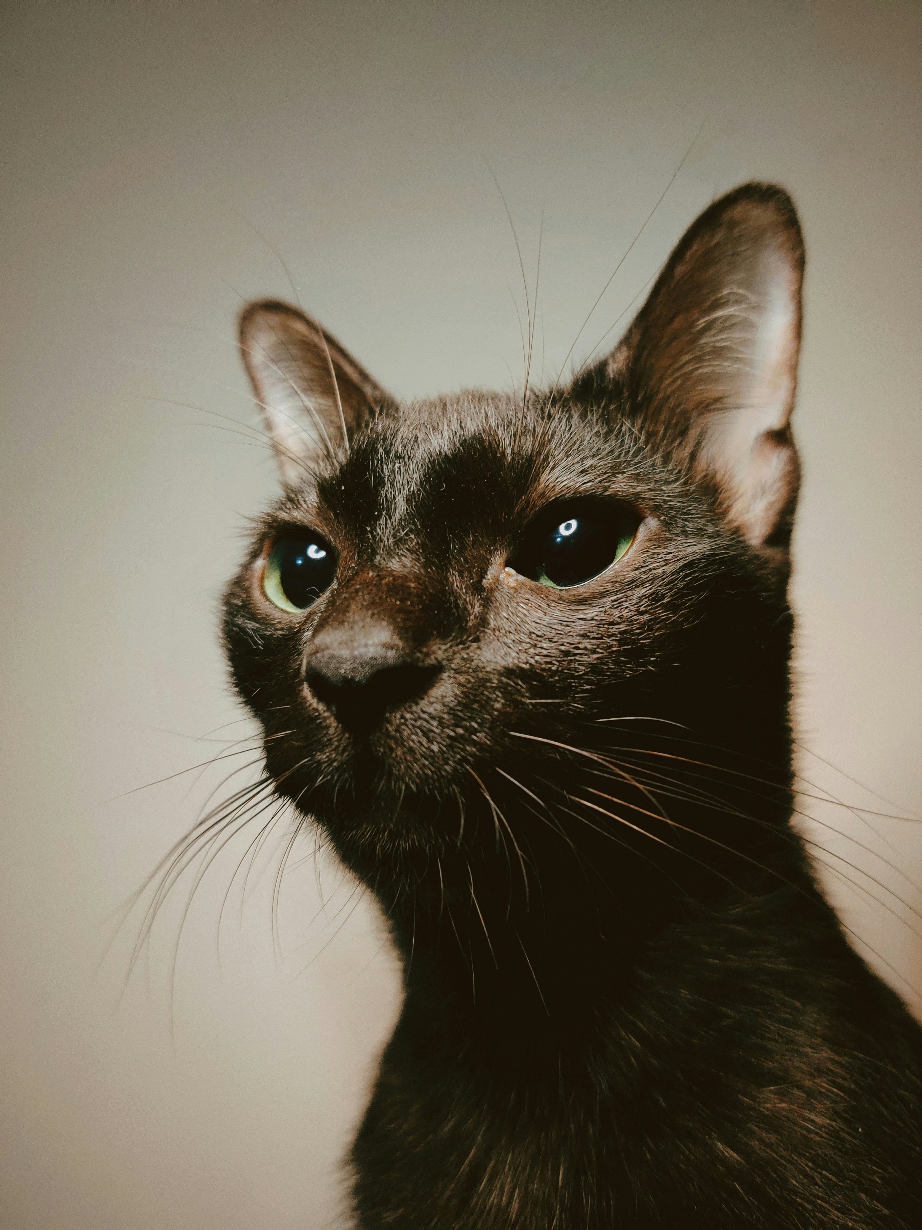 A close up of a black cat with blue eyes