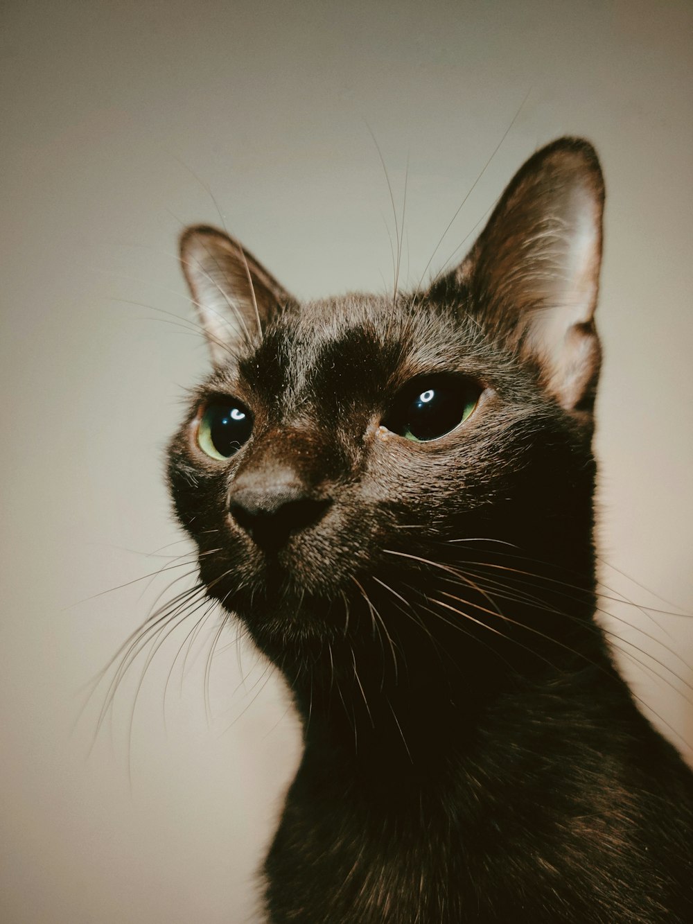 a close up of a black cat with blue eyes