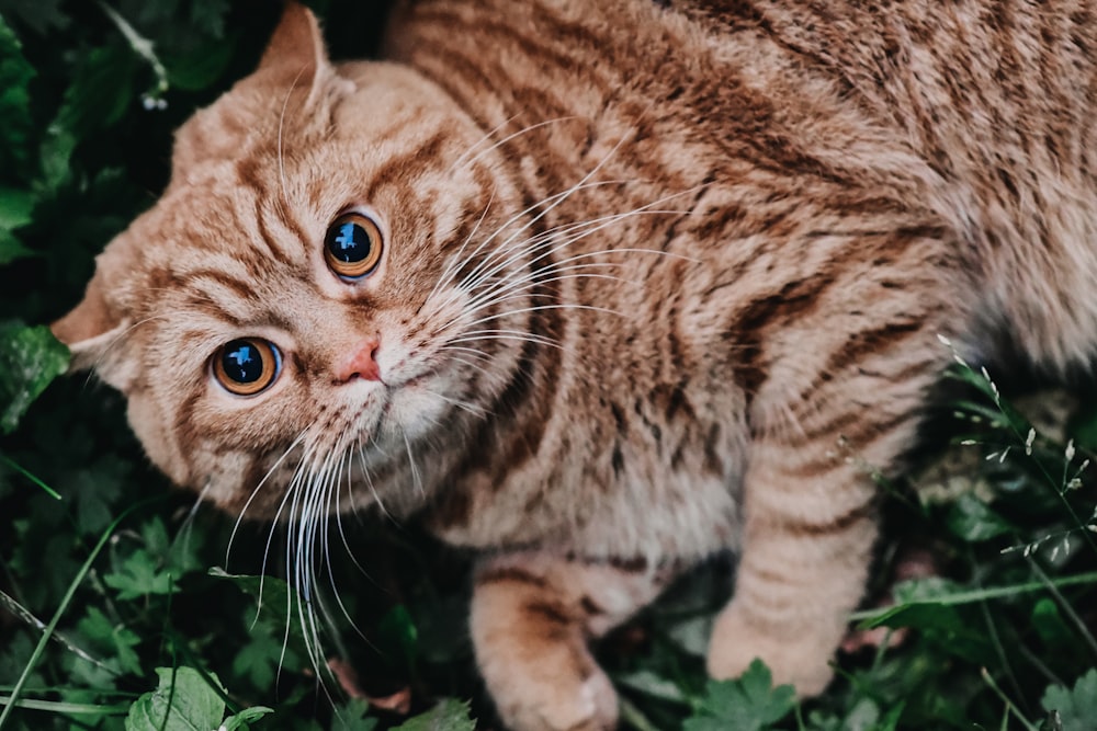 a cat with blue eyes standing in the grass