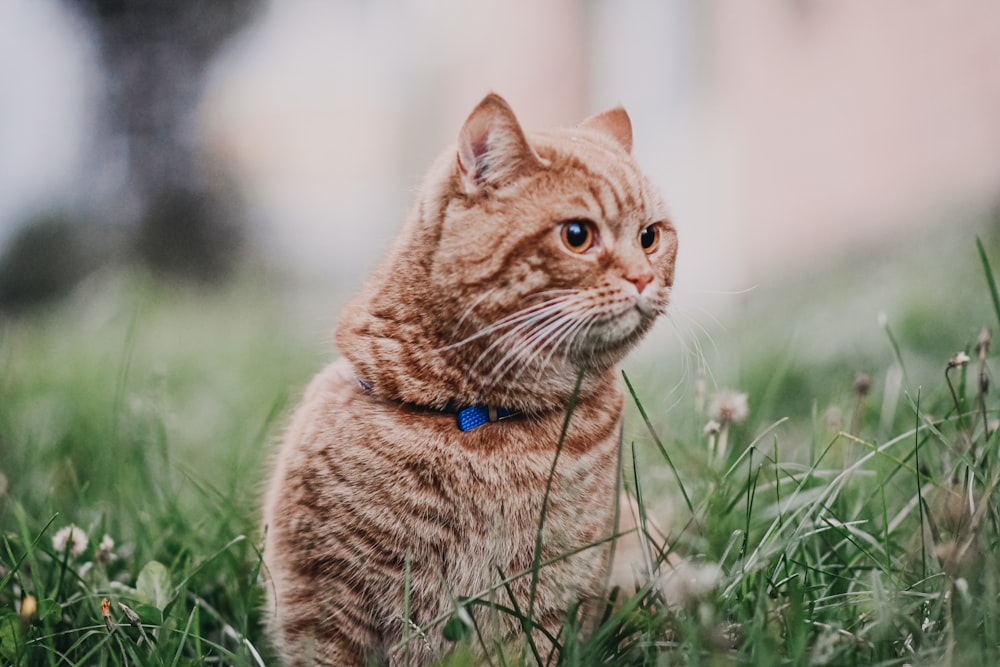 a cat sitting in a field of grass