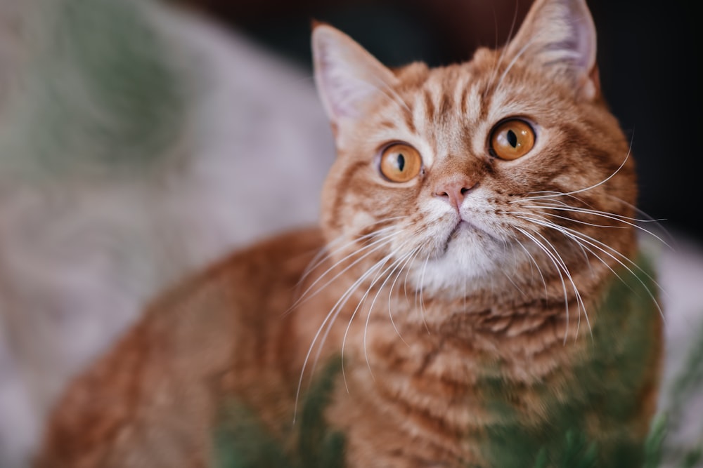 a close up of a cat looking at the camera