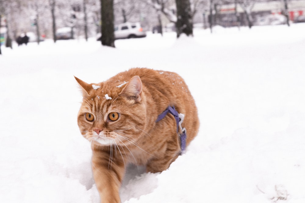 a cat walking through the snow in a park