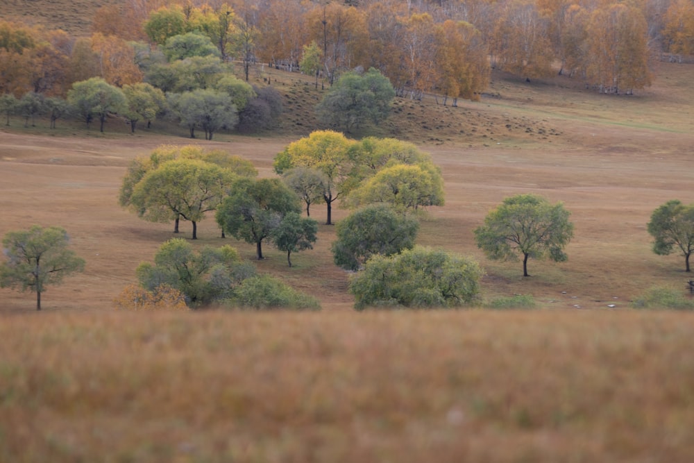 a herd of cattle grazing on a dry grass field