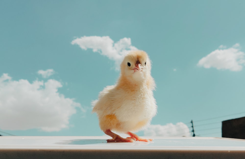 un piccolo pollo in piedi sulla cima di un tetto
